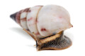 Limicolaria agathina Nigeria adult